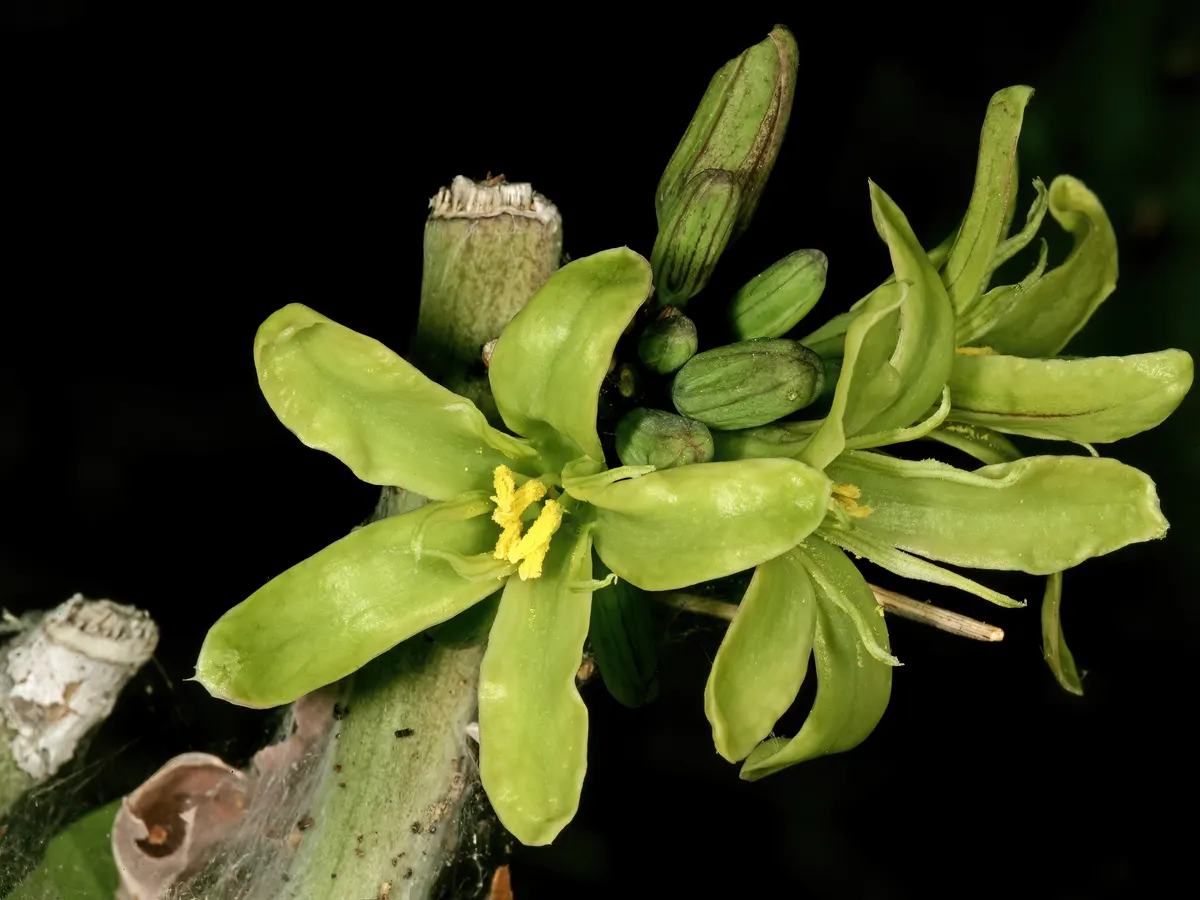 둥글넓적한 덩이줄기에서 가지가 뻗어난 아데니아 스피노사