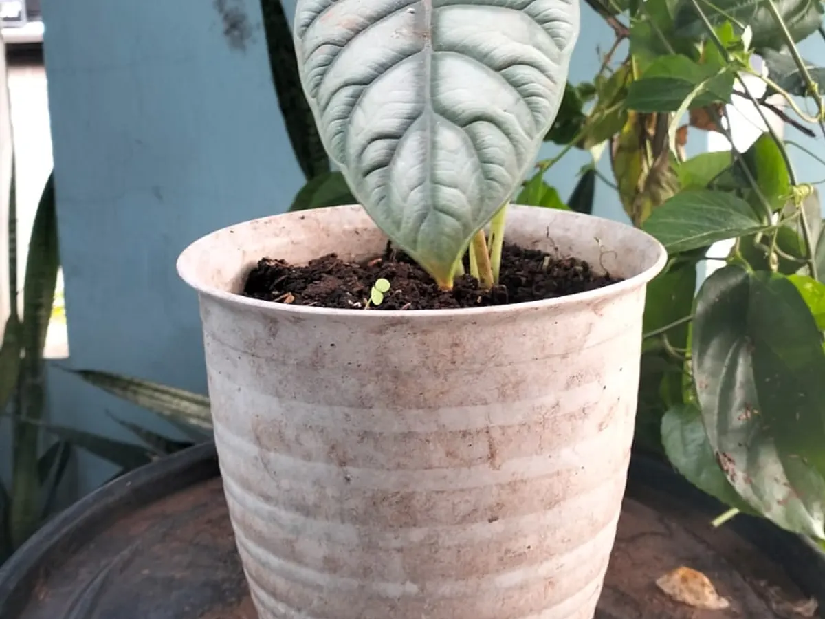 은빛이 짙게 퍼진 잎맥이 있는 실버드래곤 잎