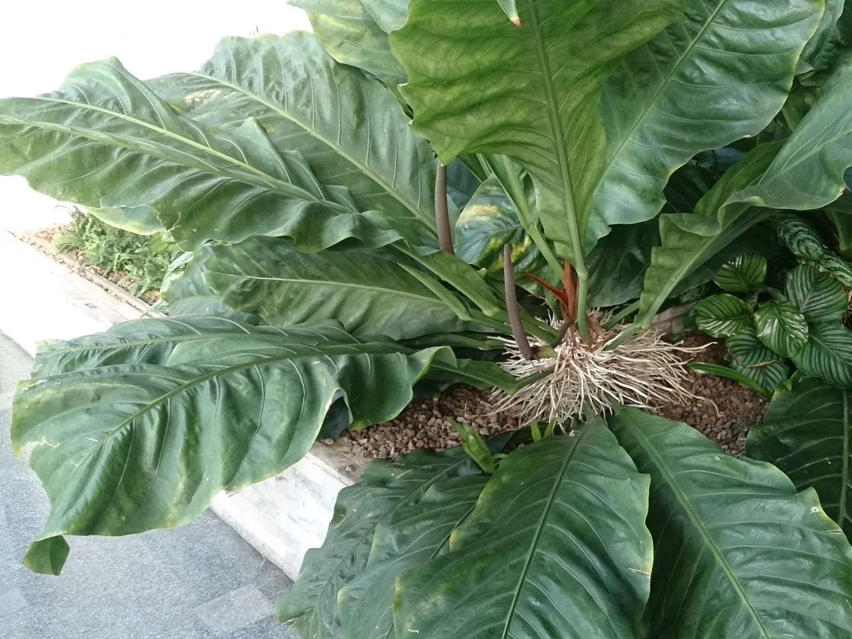 물결치듯 주름진 가장자리의 길쭉한 잎이 자란 플로우마니 안스