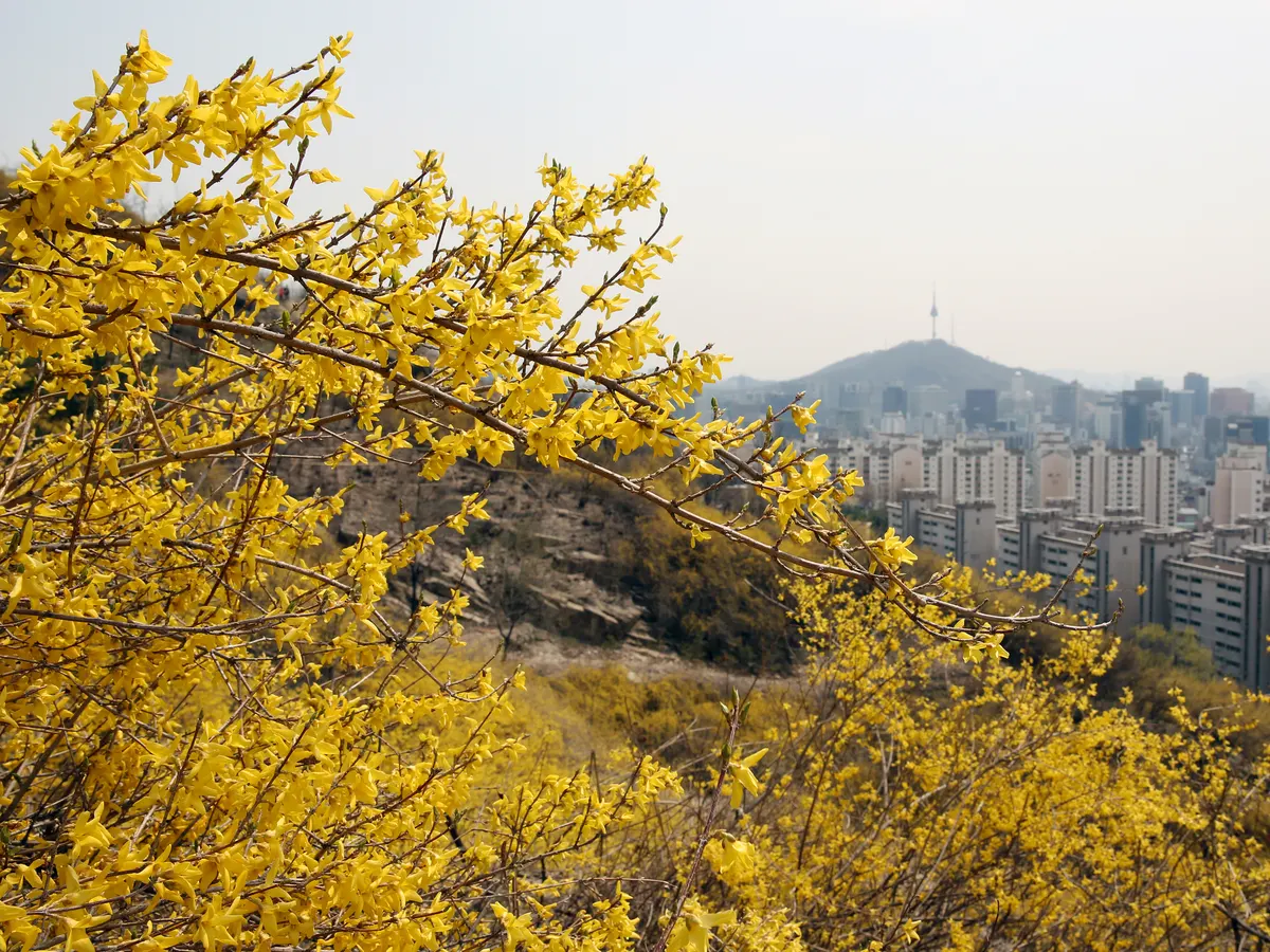 잎이 나기 전 맨 가지에 노란 꽃이 촘촘히 핀 개나리 관목