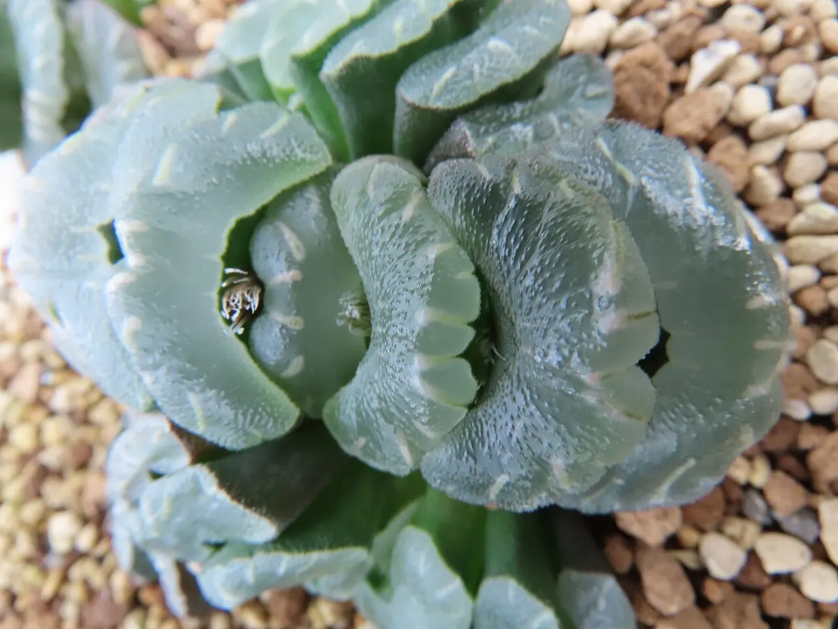 잎끝이 뭉툭하게 잘린 옥선