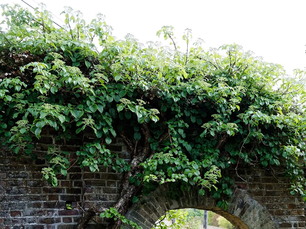 벽을 타고 오르며 흰 꽃이 핀 등수국