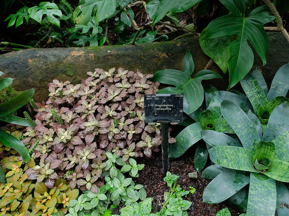 작은 구멍이 뚫린 잎이 줄기를 따라 자란 미니몬스테라